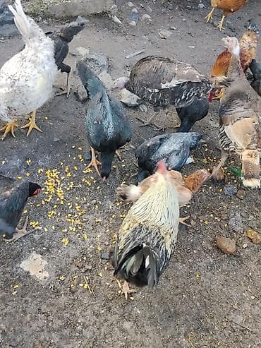 цыплята гуси: Продаются сельскохозяйственные птицы смешанного поголовья для — 3