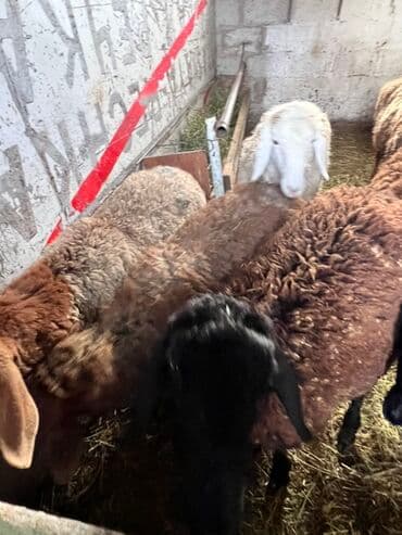 лоток для инкубатор: Продаю | Овца (самка) | Полукровка | Для разведения | Матка — 6