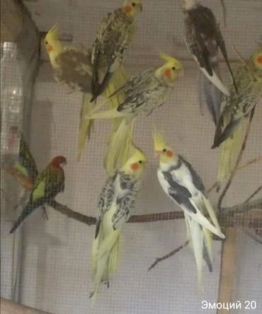 Попугаи карелла