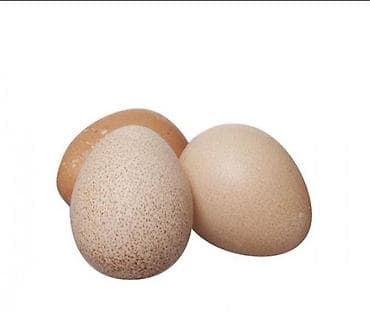 куры несушки: Яйца цесарки по 50 сом — 3