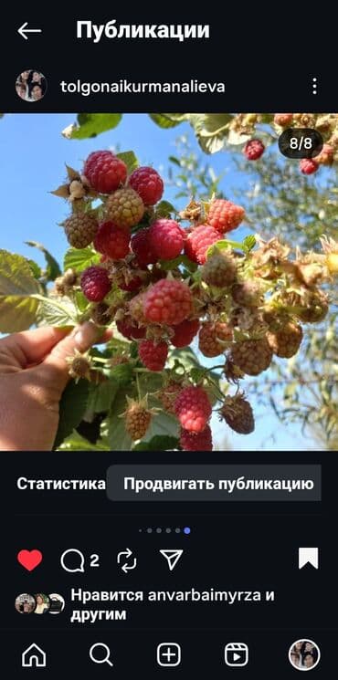 оборудование для пекарня: Малина Чекене — 7