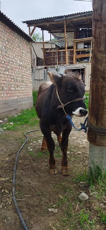 голубая рыбка: Продаю | Бык (самец) | Швицкая | Для разведения — 1