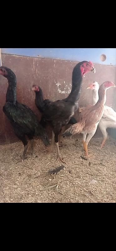 Продаю | Петух | Бойцовая | Для разведения