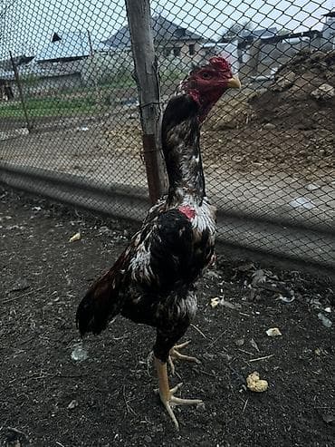 индюков в бишкеке: Продаю | Петух | Бойцовая | Для разведения — 1