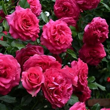 китайская роза цена: Бишкек Продаю штамбовые розы цветёт всё лето и до поздней осени — 3