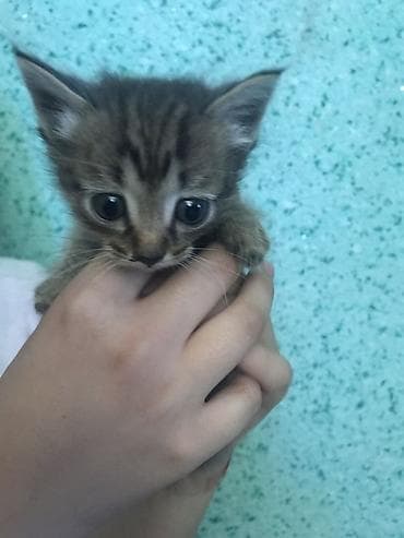 новорожденные котята: ДАРОМ! Котята, помёт из трёх малышей. - Возраст: примерно 1–1,5 — 1