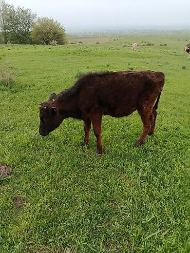 по карова: Продаю | Музоо, торпок | На откорм — 3