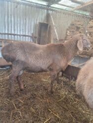 животные в добрые руки: Кочкоры,2,5года и1,1года — 3