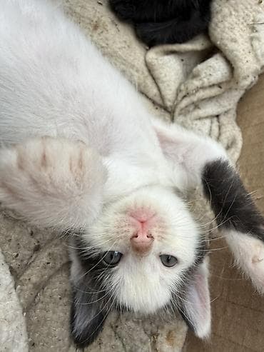 бархатные котята: Отдадим котят в добрые руки 🥹🙏 - Окрас: есть дымчатые (почти чёрные с — 2
