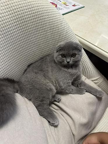 британский короткошерстный котенок: Шотландский вислоухий котёнок (Scottish Fold), окрас сплошной голубой — 1