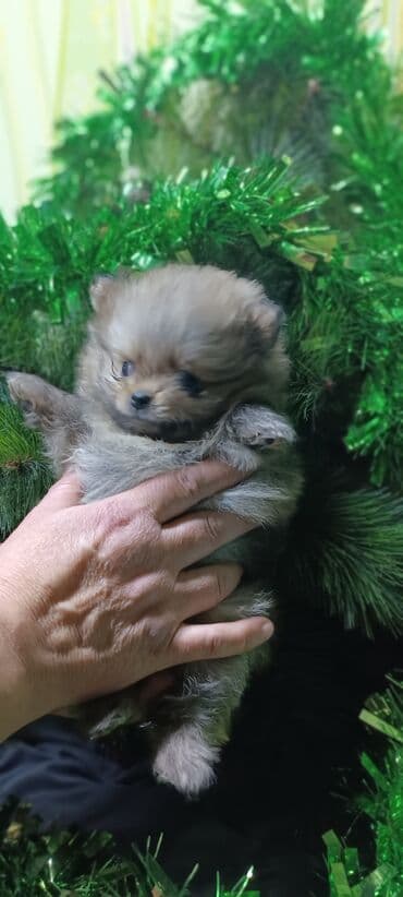 миска для животных: Шпиц, 1 месяц, Самец — 3