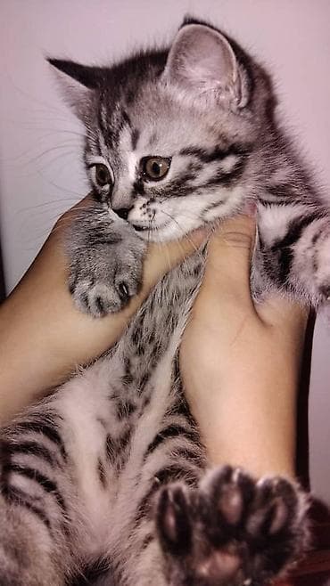 вислоухие котята: Скотиш Фолд (Шотландская вислоухая), 1 месяц, Девочка, Серый, Приучена к лотку — 3