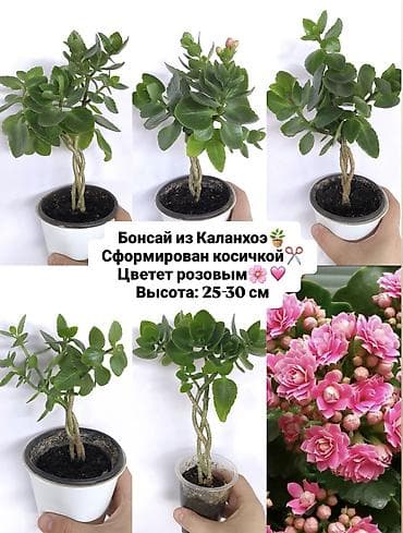 бишкек постельное белье: Продаю комнатные растения, цветы ❗цены разные от 150сом и выше ❗ — 8