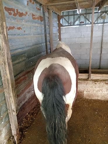 Продаю | Жеребец | На забой