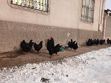 4 5мм: Инкубационные яйца джерсийский гигант чистокровные, линия с России — 2