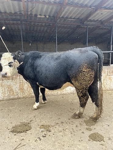 чөп сатылат: Сатам | Уй (ургаачы) | Көбөйтүү үчүн | Байланган — 7