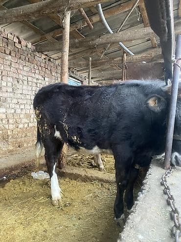 бык герафорд: Продаю | Корова (самка), Бык (самец), Тёлка | На откорм | Привязанные — 1