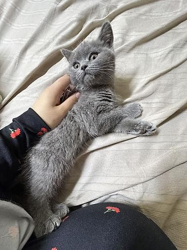 выбор: Британская короткошёрстная, 3 месяца, Мальчик, Голубой, Приучена к лотку — 1