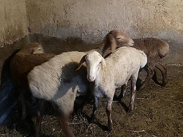 Животные: Продаю | Баран (самец) | Полукровка | На забой, Для разведения | Осеменитель — 5