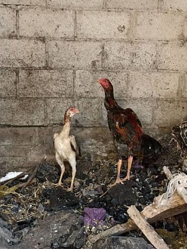 тай бишкек: Продаю | Куры | Бойцовая | Для разведения — 4