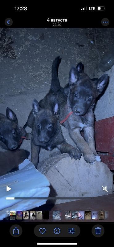 ротвейлер бишкек: Бельгия овчаркасы, 1 айлык, Эркек, Ит тегин тастыктоочу документ — 4