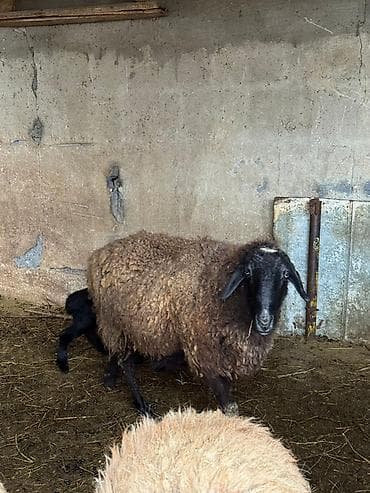 Кошки: Продаю | Овца (самка) | Романовская | Для разведения | Матка — 1