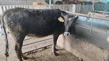 баран матка: Продаю | Тёлка | На откорм | Нетель — 1