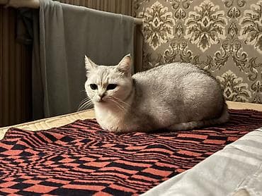 Мышыктар: Одтам в добрые руки Британская /шотландская (короткошёрстная типаж) — 2