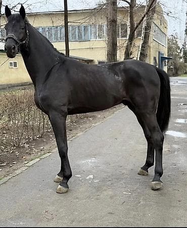 Продаю | Кобыла (самка) | Конный спорт