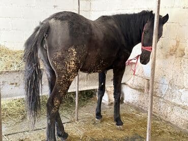 продажа кормов для сельскохозяйственных животных: Продаю | Кобыла (самка) | На забой — 4