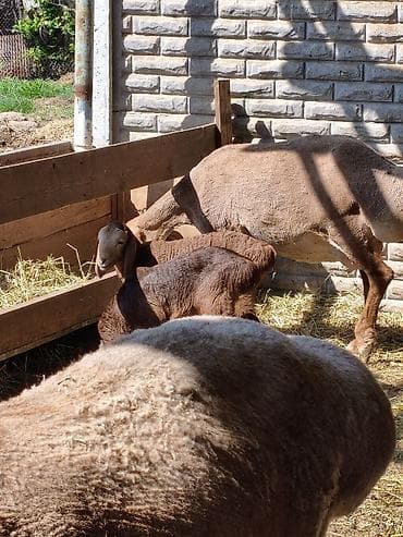 животные баран: Продаю | Овца (самка) | Для разведения | Матка — 2