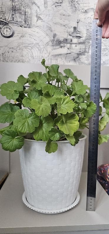 герань сортовая купить: Пеларгония (герань комнатная) в декоративном кашпо - Пышный куст с — 2