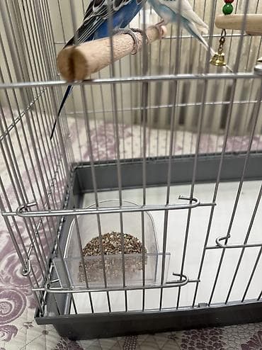 куплю голубей: Волнистые попугаи (пара) с клеткой и аксессуарами. Состав набора: - — 6