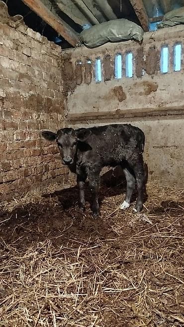 рыбки для аквариума: Продаю | Музоо, торпок | На откорм — 1