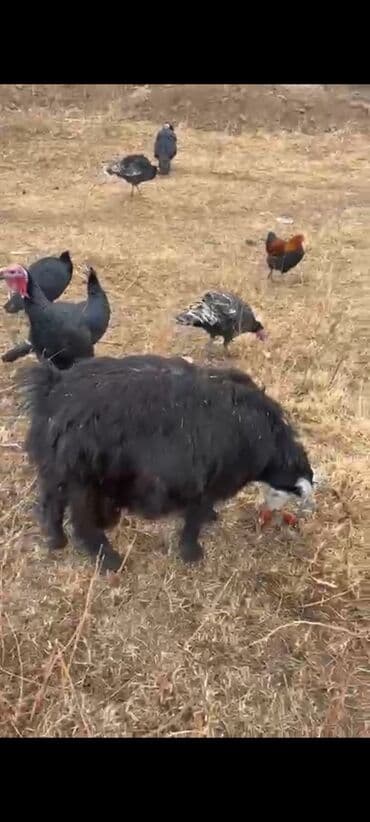 сколько стоит кролик домашний: Продаю | Коза (самка) | Для разведения | Племенные — 3