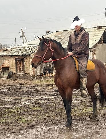 кошки сфинксы: Продаю | Жеребец | Полукровка, Арабская, Кара Жорго | На забой, Для разведения, Для молока — 7