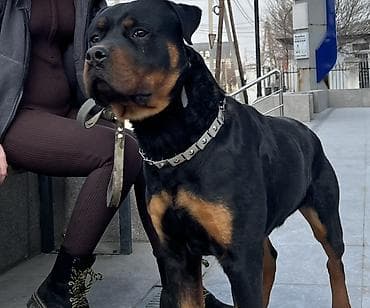 куплю собаку ротвейлер: Вязка: Ротвейлер, Самец, 2 года, С родословной — 2