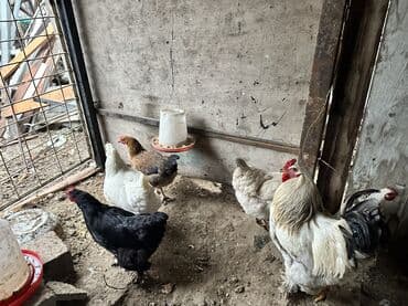 продажа собак чихуахуа: Продаю | Куры, Петух | Полубрама, Суссекс | Для разведения — 9