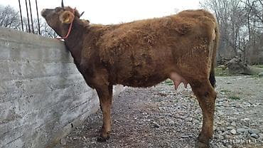 скот корова: Продаю | Корова (самка) | Для молока — 2