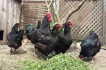 продать животных: Продаю | Цыплята | Для разведения — 2