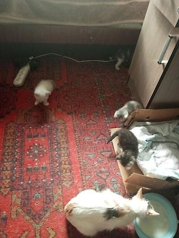 кошка в бишкеке: 2 месяца, Девочка, Приучена к лотку — 1