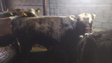 прадаю баран: Продаю | Бык (самец) | Швицкая | На откорм — 1