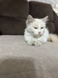 кыргыз довот ит: Мышык бекер берилет: Сиам, 5 айлык, Эркек, Курттардан тазаланган, Лотокко барууга үйрөтүлгөн — 3