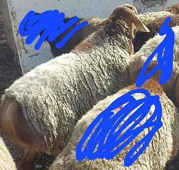 ковчег приют для животных бишкек: Продаю | Овца (самка) | Для разведения | Матка — 5