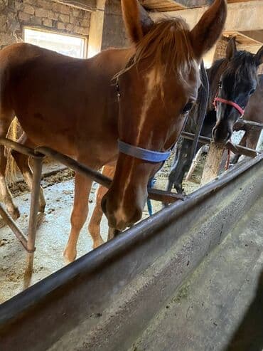 корм форели: Продаю | Жеребенок, Жеребец, Кобыла (самка) | Полукровка | Для разведения, На забой, Рабочий — 16