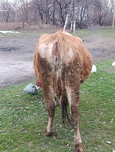 Аквариумдар: Сатам | Уй (ургаачы) | Сүт алуу үчүн | Байланган — 3