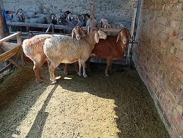 купить хряка на племя: Продаю | Овца (самка) | Для разведения | Племенные — 5