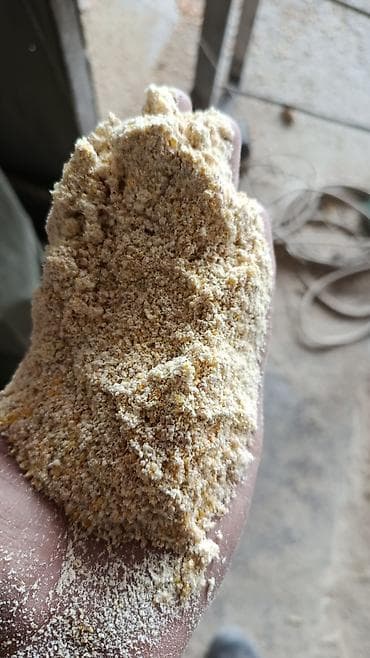 попугай птицы: Арпа жугору буудай аралаш жем — 1