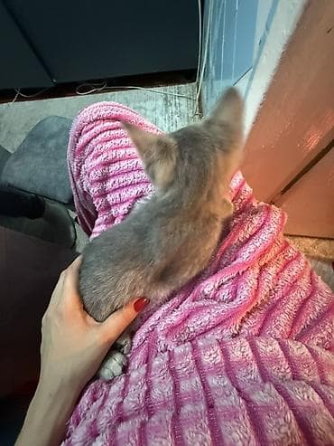 Отдам даром кошку: Котёнок, три месяца к лотку приучен ! 
Отец мейнкун, мать британка — 4