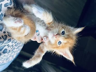 🐾 Продаются котята породы мейн-кун 🐾 Крупные, ласковые и очень — 5